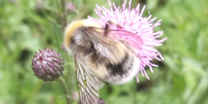 Čmelák hájový - Bombus lucorum