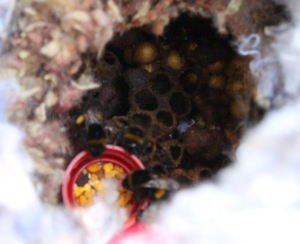 Pyl vložený přímo do hnízda je dělnicemi okamžitě konzumován a je použit ke krmení larev.