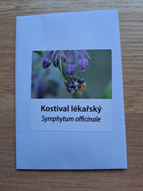 Kostival lékařský - Obrázek 2