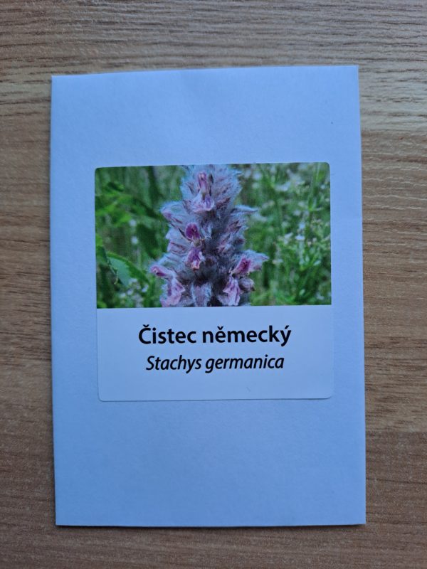 Čistec německý - Obrázek 2