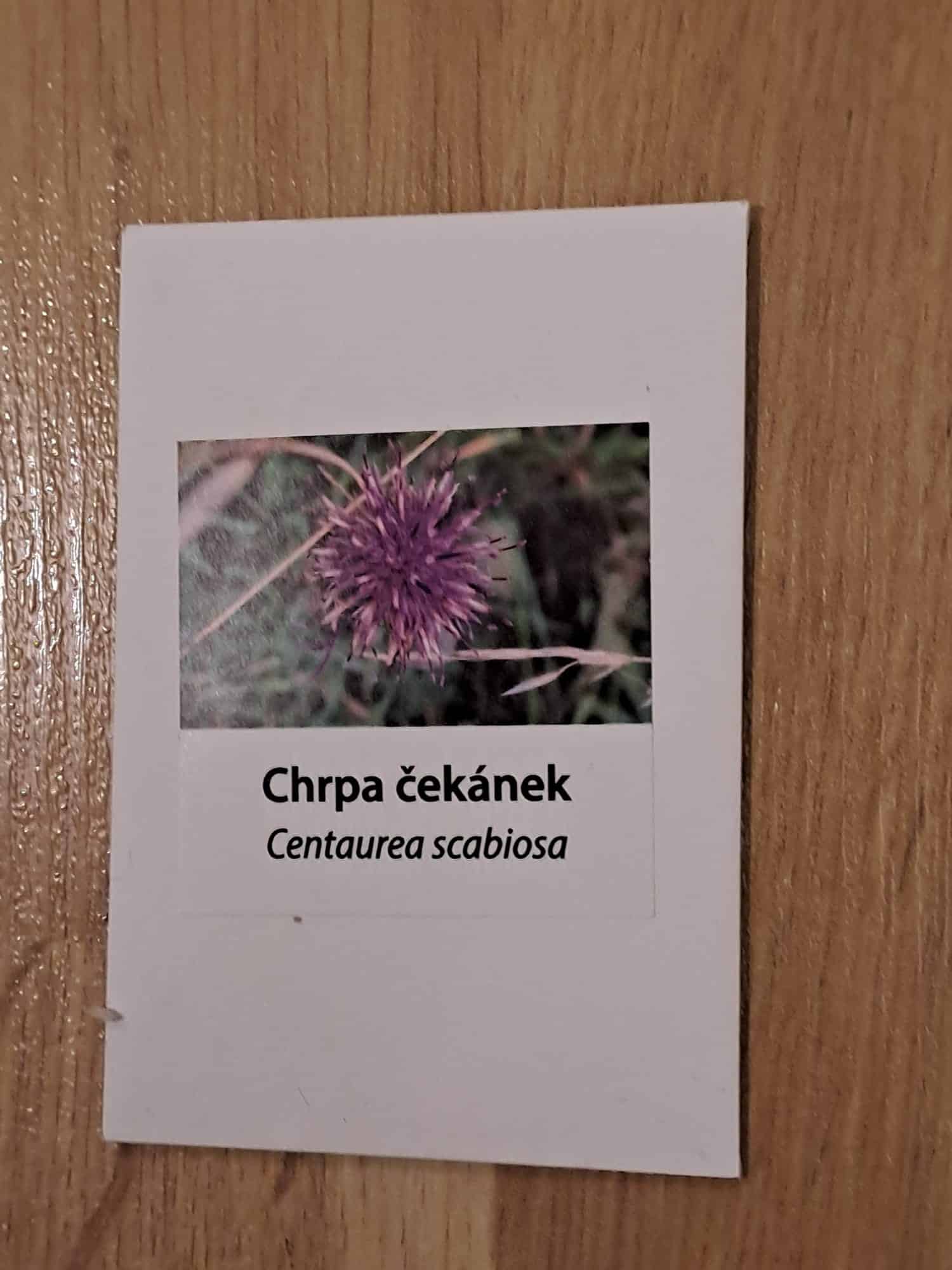 Chrpa čekánek